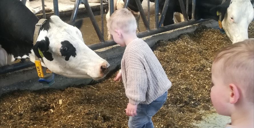 Over koetjes en kalfjes