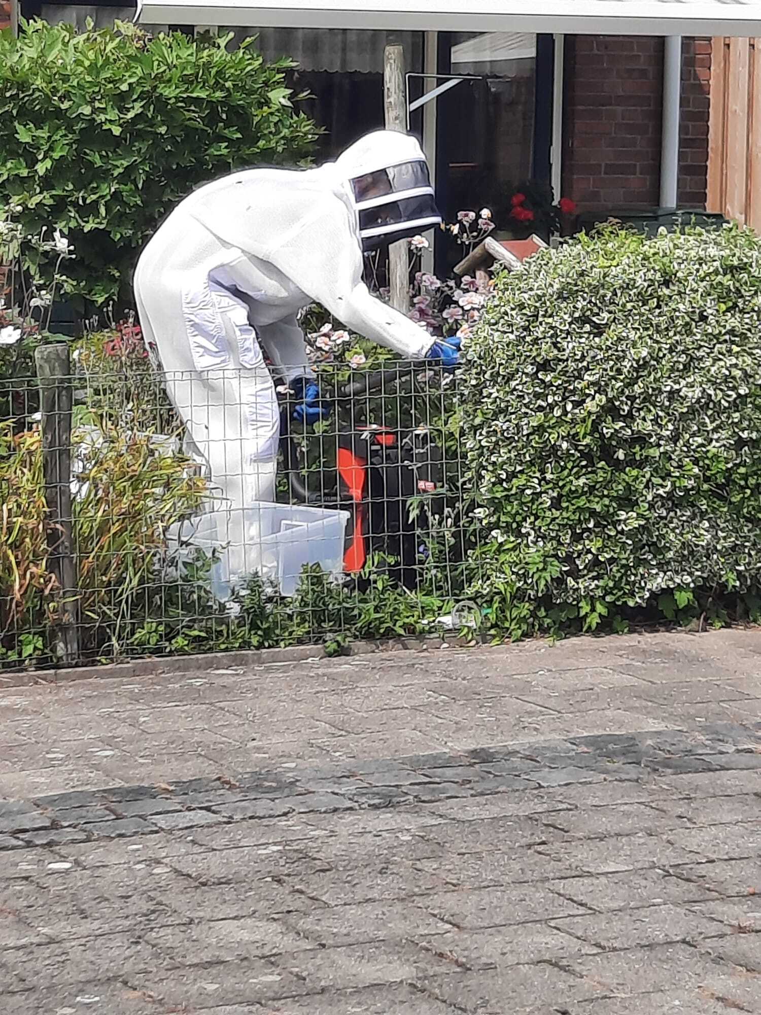 Nest van Aziatische hoornaar geruimd in Klundert