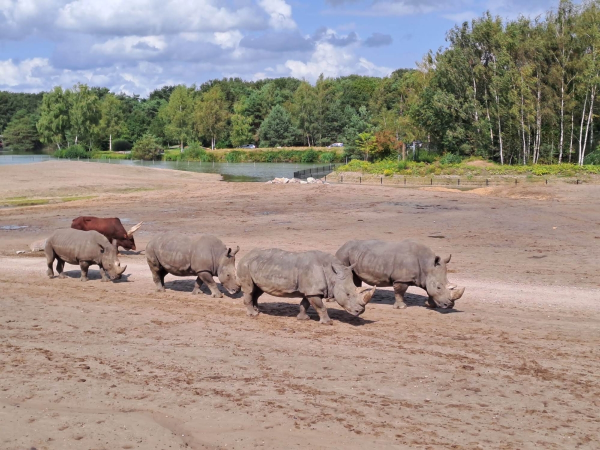 Op Safari met de museumbus