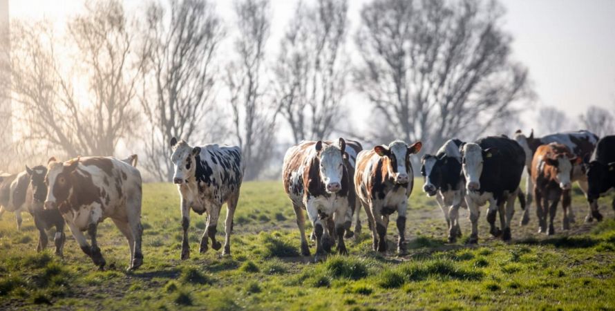 Streekmarkt bij De Torenpolder