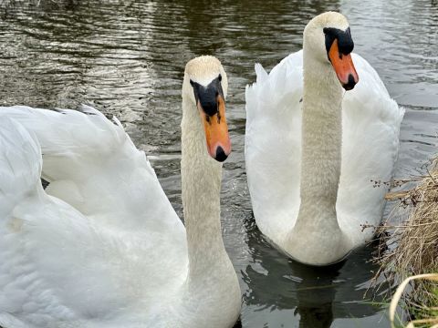 Zwanen van Fijnaart / Jan Gorter