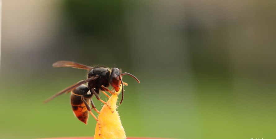 Fijnaart sluit zich aan bij strijd tegen Aziatische hoornaar