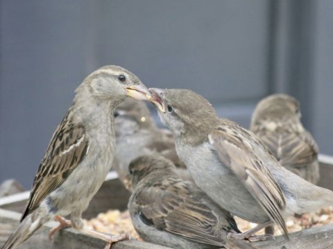Fijnaartse mussen druk met de zorg voor hun kleintjes / Jan Gorter