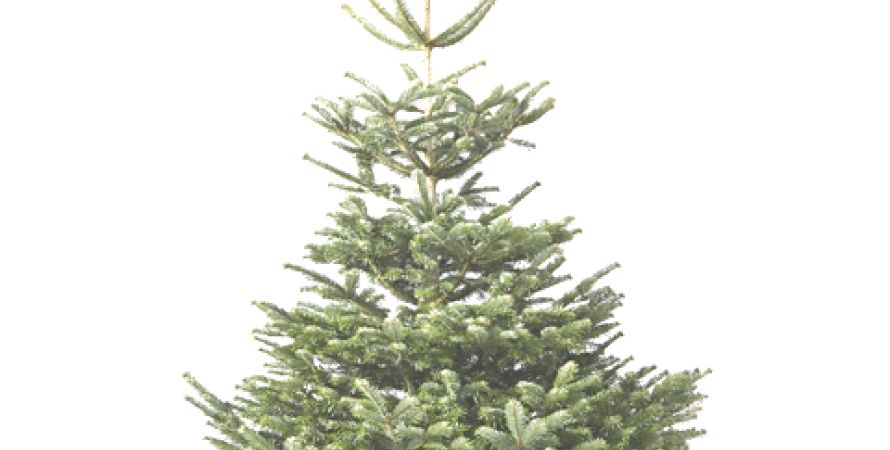 Weg met de kerstboom