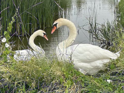 Een zwanenhart voor Fijnaart / Jan Gorter