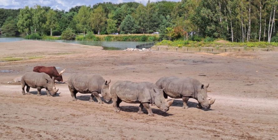 Op Safari met de museumbus