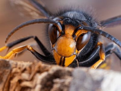 Informatieve avond over bijen, biodiversiteit en het gevaar van de Aziatische hoornaar