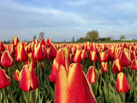 Tulpen uit Fijnaart / Jan Gorter