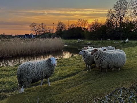 Samen met de schapen genieten van de zonsondergang / Jan Gorter