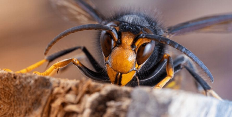 Informatieve avond over bijen, biodiversiteit en het gevaar van de Aziatische hoornaar