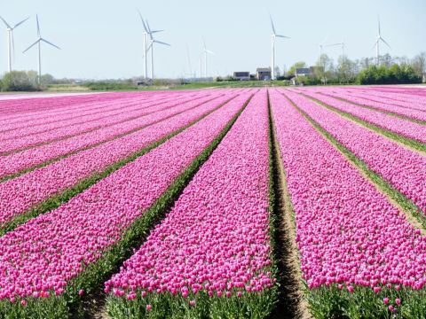 Lente in en rond Fijnaart/Ron Akkerman